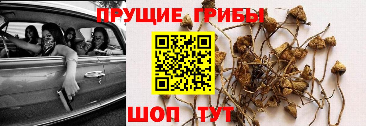 Галлюциногенные грибы Psilocybe Михайловка